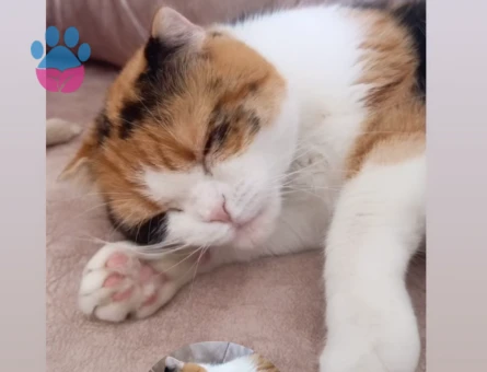 Scottish fold kızıma eş arıyorum