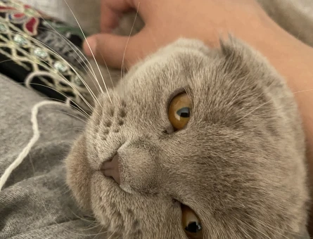 Scottish Fold Kedim Eş Arıyor - 118969007