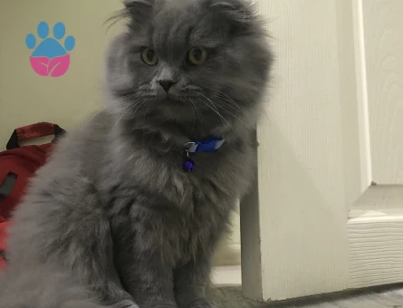 Scottish Longhair Kedime Eş Arıyorum