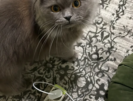 Scottish Longhair Kedime Eş Arıyorum - 118969015