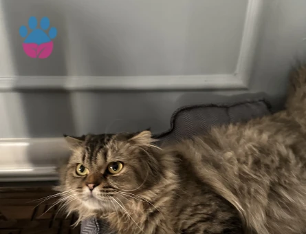 Kızgınlık Döneminde Olan Dişi Kedimize Eş Arıyoruz