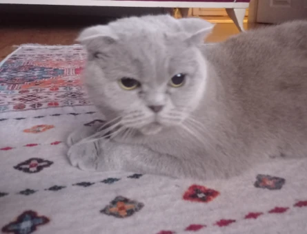 British Shorthair Kedim Eş Arıyor - 118969023