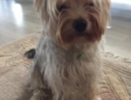 Yorkshire Terrier Oğlumuza Eş Arıyoruz - 118969032