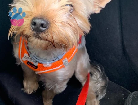 Yorkshire Terrier Oğlumuza Eş Arıyoruz