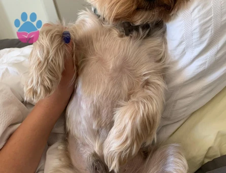 Yorkshire Terrier Oğlumuza Eş Arıyoruz
