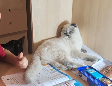 Scottish Fold Kızıma Eş Arıyorum 11 Aylık - 118969033