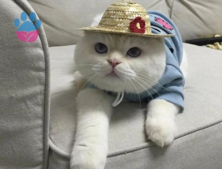 Dişi Beyaz Bristih Veya Scotish Arıyorum Oğlum Peraya