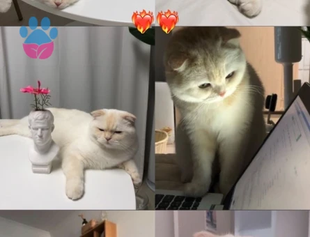 Dişi Beyaz Bristih Veya Scotish Arıyorum Oğlum Peraya