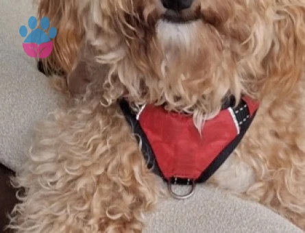 Melo'muza dişi eş arıyoruz.