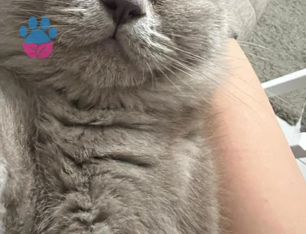 British oğlumuza eş arıyoruz