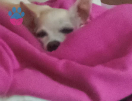 Chihuahua erkek köpeğime eş arıyorum