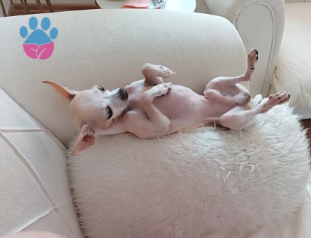 Chihuahua erkek köpeğime eş arıyorum
