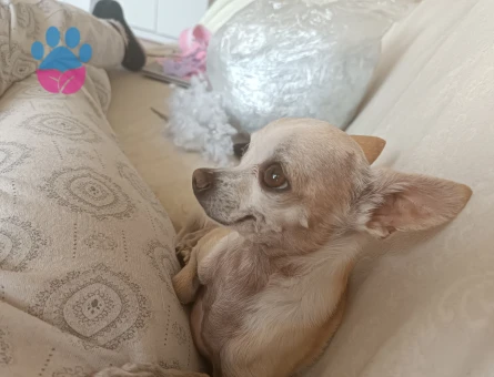 Chihuahua erkek köpeğime eş arıyorum
