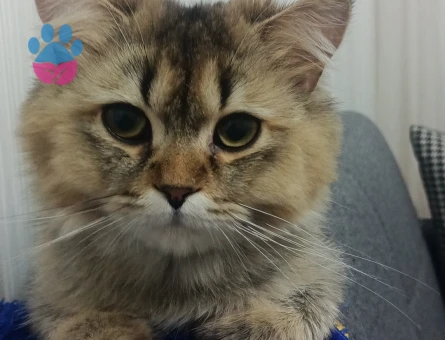 Rıfkı bey dişisini arıyor