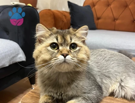 Rıfkı bey dişisini arıyor