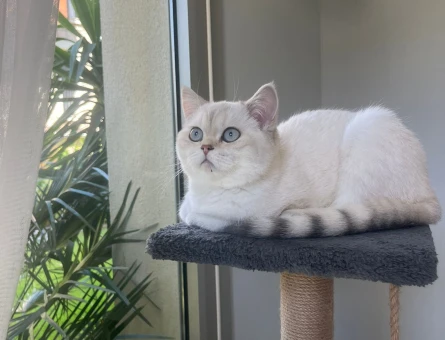 British Shorthair Kızıma Eş Arıyorum Kızgınlıkta - 118969730