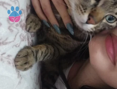 Tekir Kedime Eş Arıyorum 2 Yaşında