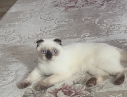 Scottish Fold dişi kedime eş arıyorum - 118969733