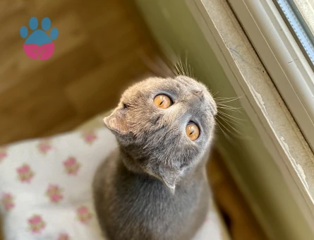 2 Yaşında Scottish Kedime Eş Arıyorum