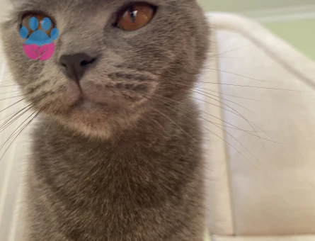 2 Yaşında Scottish Kedime Eş Arıyorum