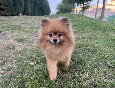 Dişi Pomeranian’ıma Eş Arıyorum - 118969739