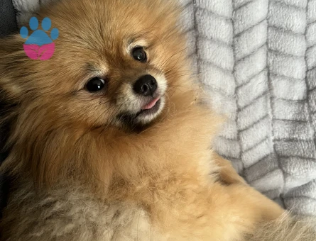 Dişi Pomeranian’ıma Eş Arıyorum