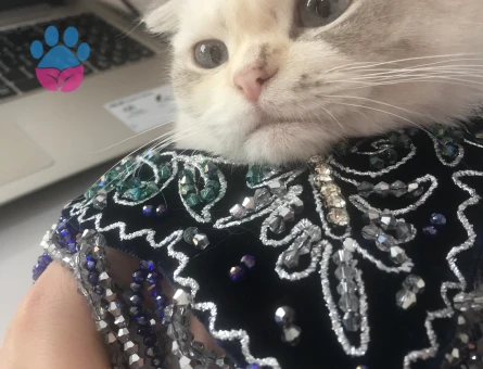 Scottish Kızıma Eş Arıyorum