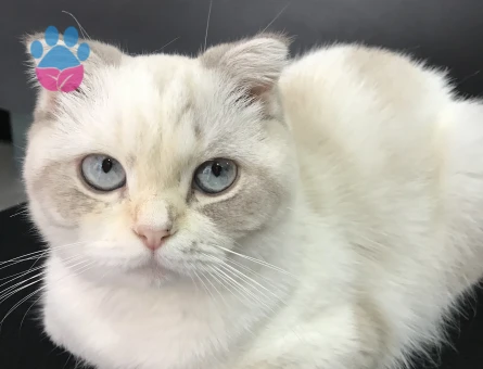 Scottish Kızıma Eş Arıyorum