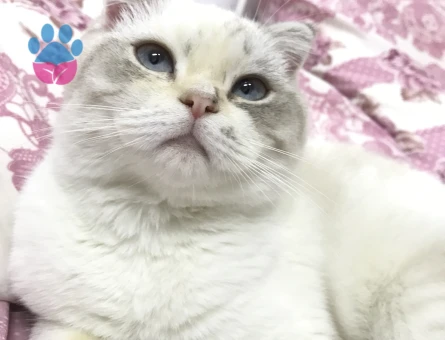 Scottish Kızıma Eş Arıyorum