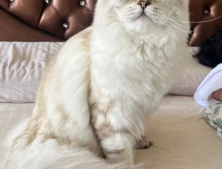 British Longhair 1 Yaşında Eş Arıyor - 118969742