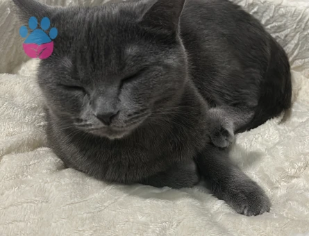 British kızım Luna eş arıyor