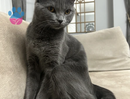 British kızım Luna eş arıyor