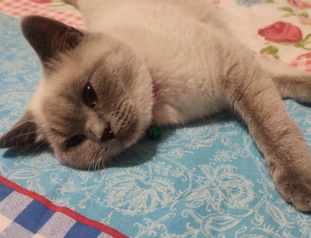 british shorthair - 118977926