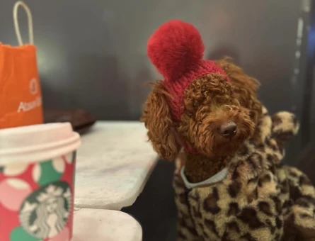 Poodle cinsi erkek köpeğime eş arıyorum - 118977927
