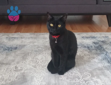 Kara kızımıza eş arıyoruz.