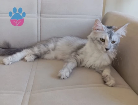 Maine Coon Erkek Kedime Eş Arıyorum
