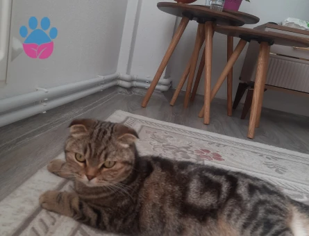 scottish fold dişi kedi