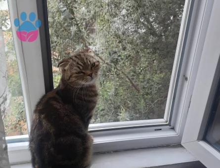 scottish fold dişi kedi