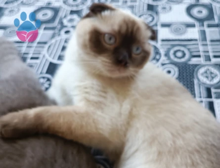 8 Aylık Scottish Fold 'ASİL'