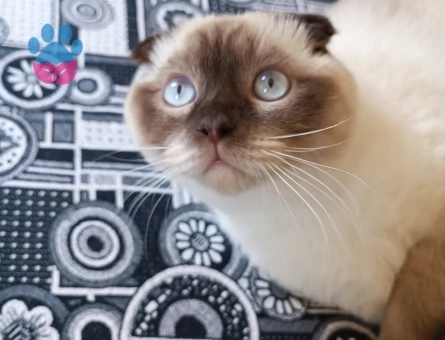 8 Aylık Scottish Fold 'ASİL'