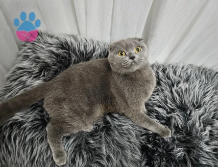 Scottish Fold Dişi Kedime Eş Arıyorum