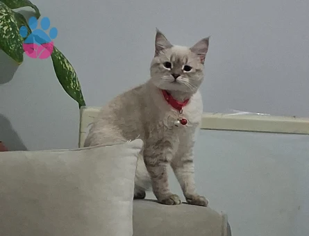 British Shorthair Kedim İçin Eş Arıyorum