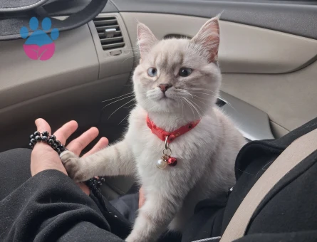British Shorthair Kedim İçin Eş Arıyorum
