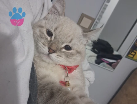 British Shorthair Kedim İçin Eş Arıyorum