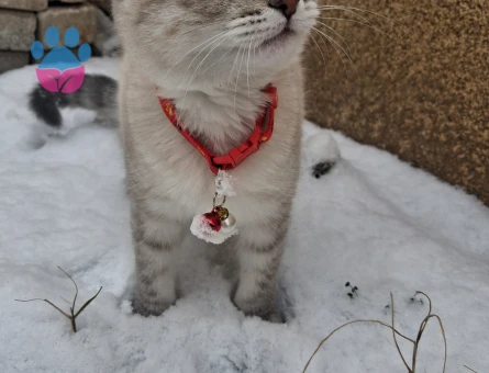 British Shorthair Kedim İçin Eş Arıyorum