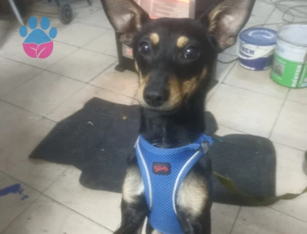 Minyatür Pinscher 1 Yaşında Eş Aranıyor - 118984243