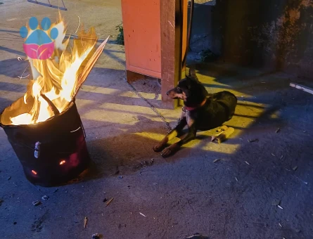 Minyatür Pinscher 1 Yaşında Eş Aranıyor