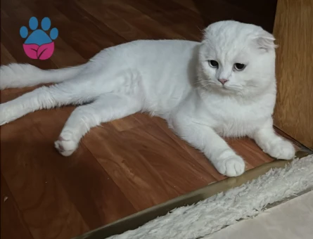 1 Yaşında Scottish Fold Erkek Kedime Eş Arıyoruz