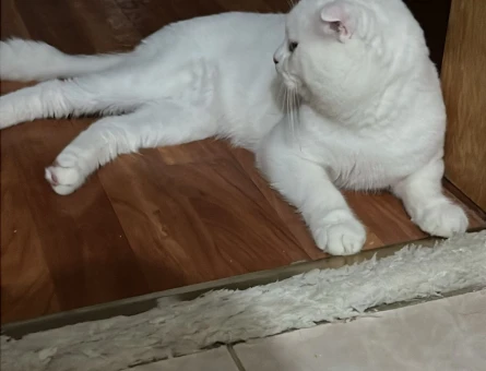 1 Yaşında Scottish Fold Erkek Kedime Eş Arıyoruz - 118984245