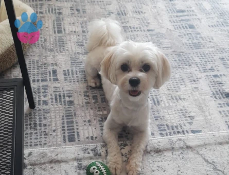 Oğluma eş arıyorum